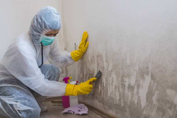 Best Mold Remediation for Healthcare Facilities  in Navy Yard City, WA